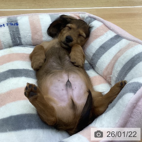 愛知県のミニチュアダックスフンド(ロング) (ペットプラス 三好店/2025年11月16日生まれ/男の子/シェーデットレッド)の子犬の3枚目の画像