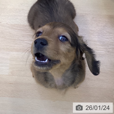 愛知県のミニチュアダックスフンド(ロング) (ペットプラス 三好店/2025年11月16日生まれ/男の子/シェーデットレッド)の子犬の4枚目の画像