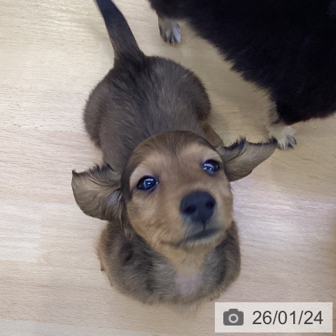 愛知県のミニチュアダックスフンド(ロング) (ペットプラス 三好店/2025年11月16日生まれ/男の子/シェーデットレッド)の子犬の3枚目の画像