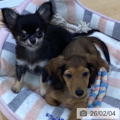 愛知県のミニチュアダックスフンド(ロング) (ペットプラス 三好店/2025年11月16日生まれ/男の子/シェーデットレッド)の子犬の3枚目の画像