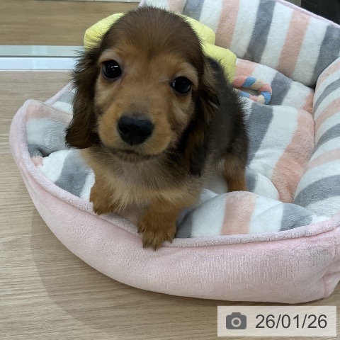 ミニチュア・ダックスフンドの写真