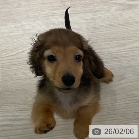 ミニチュア・ダックスフンドの写真