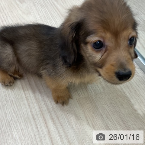 愛知県のミニチュアダックスフンド(ロング) (ペットプラス ナゴヤドーム前店/2025年11月16日生まれ/男の子/シェーデットレッド)の子犬の4枚目の画像