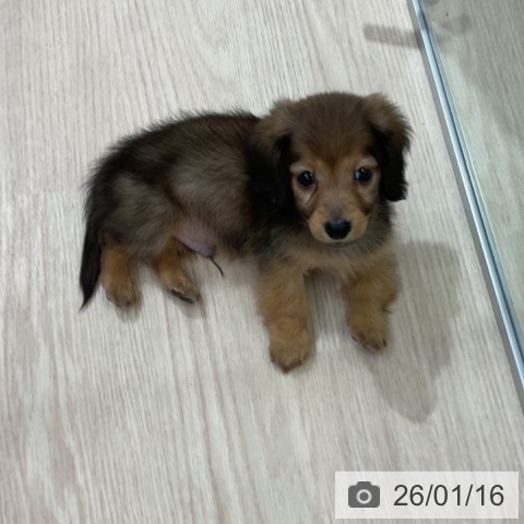 愛知県のミニチュアダックスフンド(ロング) (ペットプラス ナゴヤドーム前店/2025年11月16日生まれ/男の子/シェーデットレッド)の子犬の3枚目の画像