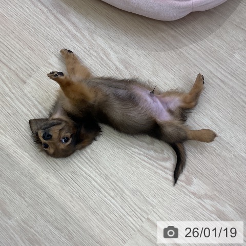 愛知県のミニチュアダックスフンド(ロング) (ペットプラス ナゴヤドーム前店/2025年11月16日生まれ/男の子/シェーデットレッド)の子犬の3枚目の画像