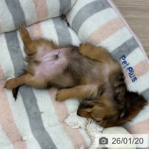 愛知県のミニチュアダックスフンド(ロング) (ペットプラス ナゴヤドーム前店/2025年11月16日生まれ/男の子/シェーデットレッド)の子犬の4枚目の画像