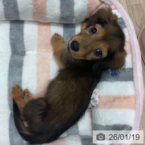 愛知県のミニチュアダックスフンド(ロング) (ペットプラス 熱田店/2025年11月16日生まれ/男の子/シェーデットレッド)の子犬の3枚目の画像