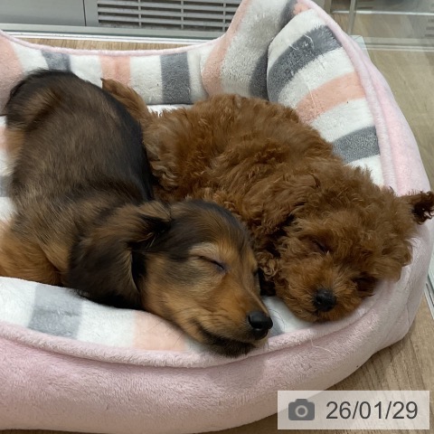 愛知県のミニチュアダックスフンド(ロング) (ペットプラス 熱田店/2025年11月16日生まれ/男の子/シェーデットレッド)の子犬の4枚目の画像