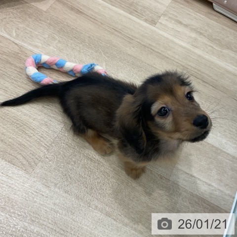 愛知県のミニチュアダックスフンド(ロング) (ペットプラス 熱田店/2025年11月16日生まれ/男の子/シェーデットレッド)の子犬の3枚目の画像