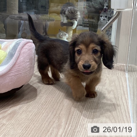 石川県のミニチュアダックスフンド(ロング) (ペットプラス 白山店/2025年11月16日生まれ/男の子/シェーデットレッド)の子犬の4枚目の画像