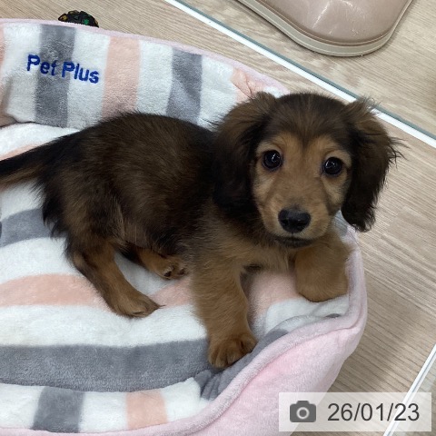 石川県のミニチュアダックスフンド(ロング) (ペットプラス 白山店/2025年11月16日生まれ/男の子/シェーデットレッド)の子犬の3枚目の画像