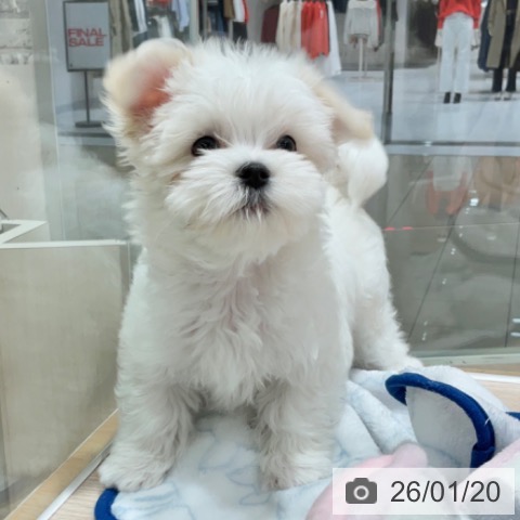 マルチーズの写真