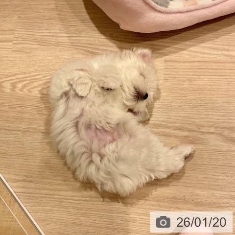 マルチーズの写真