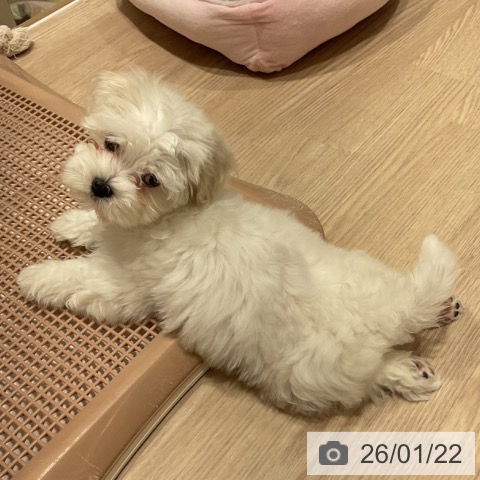 マルチーズの写真