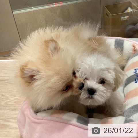 マルチーズの写真