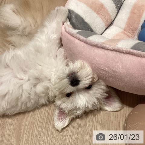 マルチーズの写真