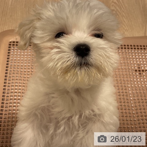 マルチーズの写真