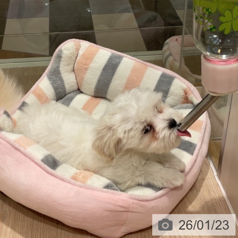 マルチーズの写真