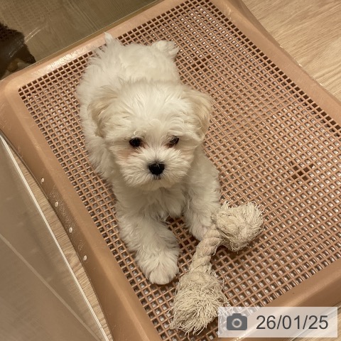 マルチーズの写真