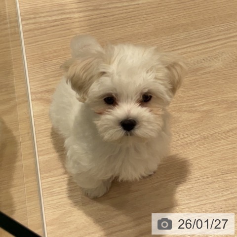 マルチーズの写真