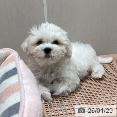 マルチーズの写真