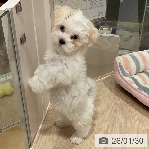 マルチーズの写真