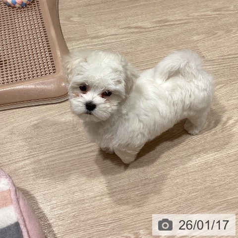 マルチーズの写真