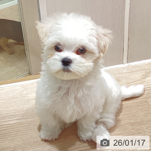 マルチーズの写真