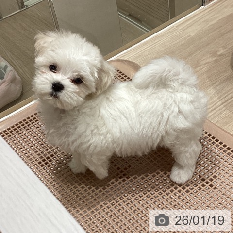 石川県のマルチーズ (ペットプラス かほく店/2025年11月16日生まれ/男の子/ホワイト)の子犬の4枚目の画像
