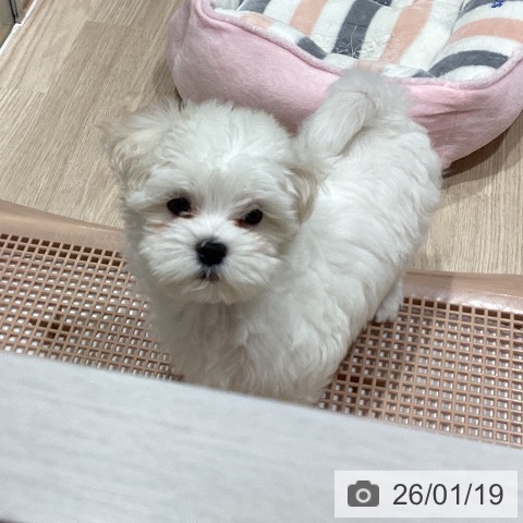 石川県のマルチーズ (ペットプラス かほく店/2025年11月16日生まれ/男の子/ホワイト)の子犬の3枚目の画像