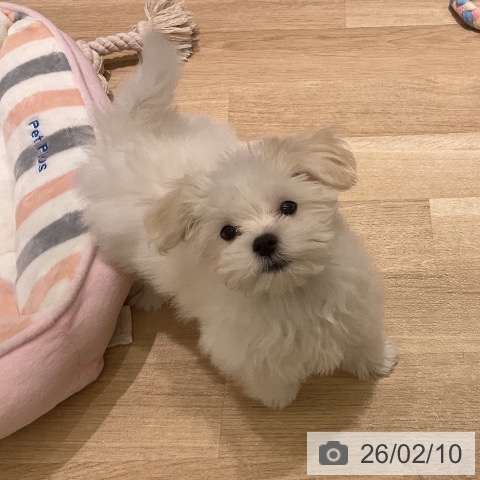 マルチーズの写真