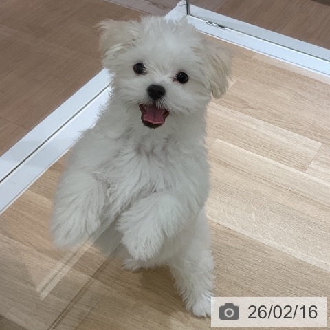 マルチーズの写真