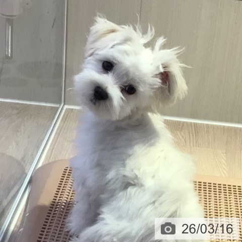 マルチーズの写真