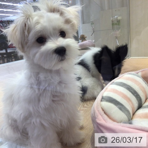 富山県のマルチーズ (ペットプラス となみ店/2025年11月16日生まれ/男の子/ホワイト)の子犬の4枚目の画像