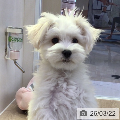 マルチーズの写真