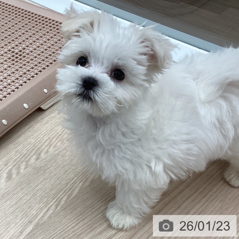 石川県のマルチーズ (ペットプラス 白山店/2025年11月16日生まれ/男の子/ホワイト)の子犬の3枚目の画像