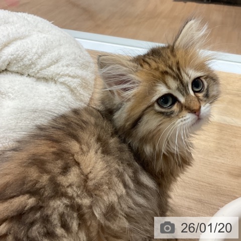 愛知県のミヌエット (ペットプラス 熱田店/2025年11月10日生まれ/男の子/ブラウンタビー)の子猫の4枚目の画像