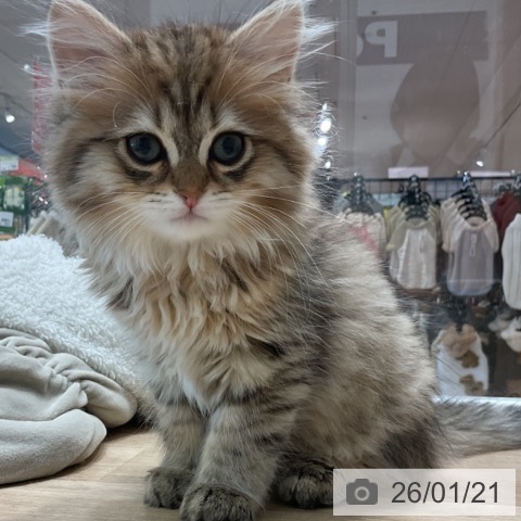 愛知県のミヌエット (ペットプラス 熱田店/2025年11月10日生まれ/男の子/ブラウンタビー)の子猫の3枚目の画像