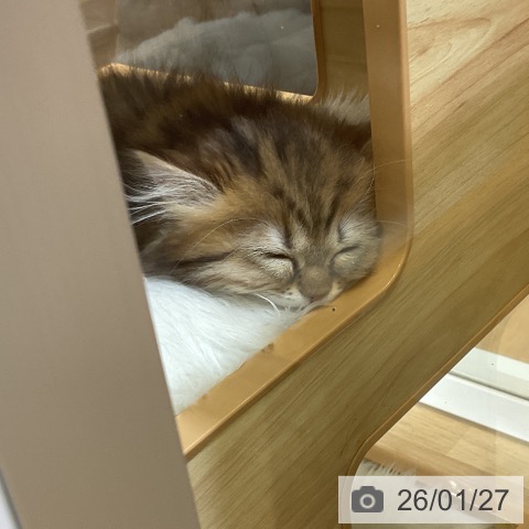 ミヌエットの写真