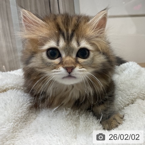 ミヌエットの写真