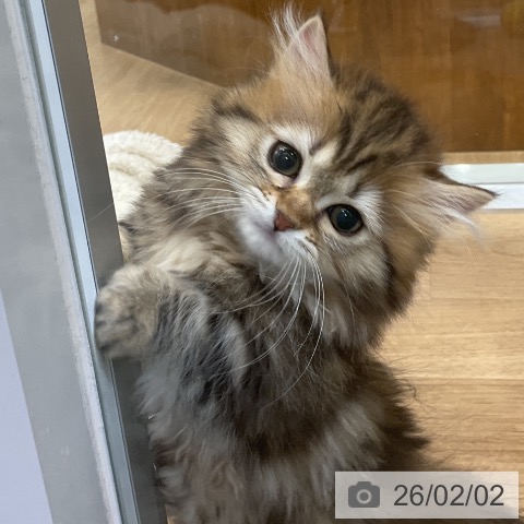 ミヌエットの写真