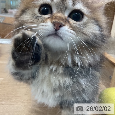 ミヌエットの写真