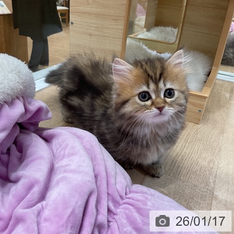 愛知県のミヌエット (ペットプラス ナゴヤドーム前店/2025年11月10日生まれ/女の子/ブラウンパッチドタビー)の子猫の4枚目の画像