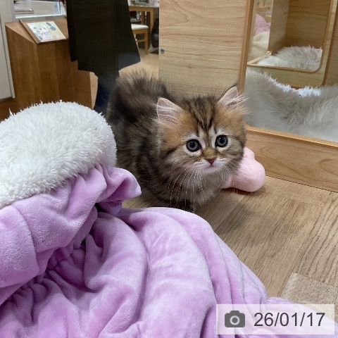 愛知県のミヌエット (ペットプラス ナゴヤドーム前店/2025年11月10日生まれ/女の子/ブラウンパッチドタビー)の子猫の3枚目の画像