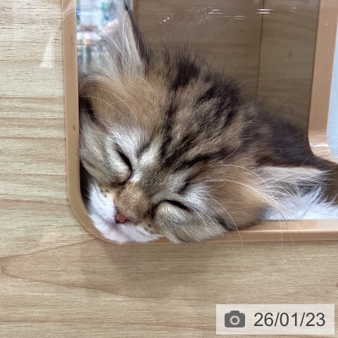 愛知県のミヌエット (ペットプラス ナゴヤドーム前店/2025年11月10日生まれ/女の子/ブラウンパッチドタビー)の子猫の3枚目の画像