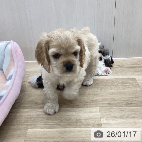 愛知県のアメリカンコッカースパニエル (ペットプラス 千音寺店/2025年11月15日生まれ/男の子/バフ)の子犬の3枚目の画像