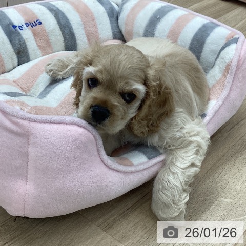 愛知県のアメリカンコッカースパニエル (ペットプラス 千音寺店/2025年11月15日生まれ/男の子/バフ)の子犬の4枚目の画像