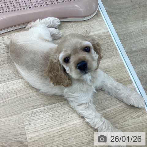 愛知県のアメリカンコッカースパニエル (ペットプラス 千音寺店/2025年11月15日生まれ/男の子/バフ)の子犬の3枚目の画像