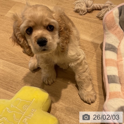 アメリカン・コッカー・スパニエルの写真