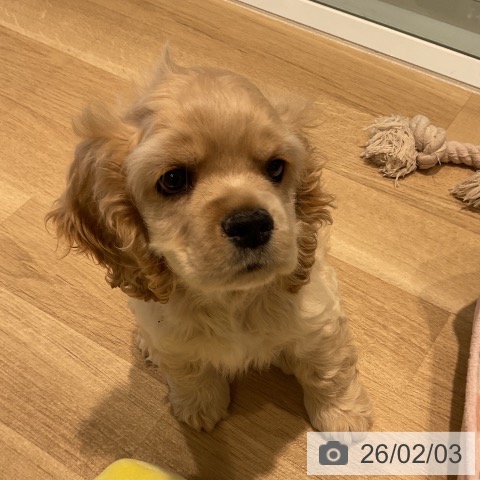 アメリカン・コッカー・スパニエルの写真